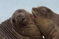 Snowing on Young Elephant Seals