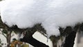 Snowmelt water drops on the tree in the sunlightâTime-lapse recording.