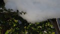 Snowmelt water drops on the treeâTime-lapse recording.