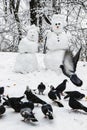 Snowmen couple in the winter forest. Made by hand. A flock of pigeons pecking grain in the snow Royalty Free Stock Photo