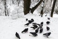 Snowmen couple in the winter forest. Made by hand. A flock of pigeons pecking grain in the snow Royalty Free Stock Photo