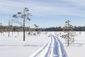 Snowmobile track in the swamp