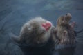 Snowmonkey, Snow Monkey in hot water at Jigokudani Onsen in Nagano, Japan.