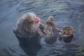 Snowmonkey, Snow Monkey in hot water at Jigokudani Onsen in Nagano, Japan.