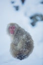 Snowmonkey, Snow Monkey on snow at Jigokudani Onsen in Nagano, J