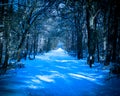 Snown forrest street Royalty Free Stock Photo