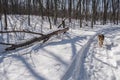 Snown scene with dog walking in a trail