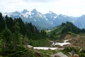 Snowpack areas among flowers in bloom Royalty Free Stock Photo