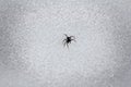 snowpack and snow spider Royalty Free Stock Photo