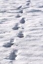 Snowprints Royalty Free Stock Photo