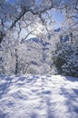 Snowscape, Sequoia National Park, California Royalty Free Stock Photo