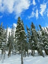 Snowscene with Pines