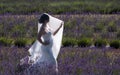 Romantic bride wearing white dress and veil catches the light standing amongst the rows of lavender at Snowshill Lavender, UK