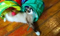 Snowshoe blue-eyed cat lying in a toy multi-colored tunnel, wooden brown floor