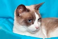 Snowshoe Cat Royalty Free Stock Photo