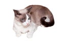 Snowshoe Cat Royalty Free Stock Photo