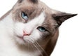 Snowshoe Cat Royalty Free Stock Photo
