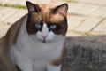 Snowshoe cat with blue eyes, chocolate and white fur.