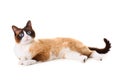 Snowshoe cat lying on white background Royalty Free Stock Photo