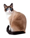 Snowshoe cat, a new breed originating in the USA, isolated on white background Royalty Free Stock Photo