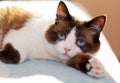 snowshoe cat portrait