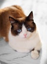 Snowshoe cat portrait Royalty Free Stock Photo