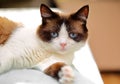 Snowshoe cat portrait Royalty Free Stock Photo