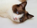 Snowshoe cat portrait Royalty Free Stock Photo