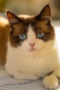 snowshoe cat portrait Royalty Free Stock Photo