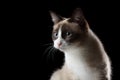 Snowshoe cat portrait, isolated Royalty Free Stock Photo