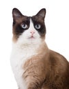 Snowshoe cat portrait isolated Royalty Free Stock Photo