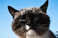 Snowshoe siamese cat portrait under snow on blue sky background. Royalty Free Stock Photo