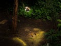 Beautiful image of a blue-eyed birman cat hiding in the woods crouching and about to pounce on prey Royalty Free Stock Photo