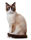 Snowshoe cat, on white Royalty Free Stock Photo