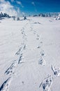 Snowshoe Footprints on Snowy Plain in Sunny Day