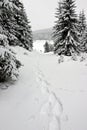 Snowshoe Footprints in Winter Forest