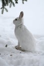 Snowshoe Hare Royalty Free Stock Photo