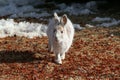 Snowshoe Hare