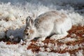 Snowshoe Hare Royalty Free Stock Photo