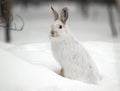 Snowshoe Hare Royalty Free Stock Photo