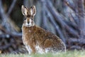 Snowshoe Hare