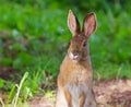 Snowshoe Hare (Lepus Americanus) Royalty Free Stock Photo