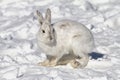 Snowshoe hare or Varying hare (Lepus americanus) closeup in winter in Canada Royalty Free Stock Photo