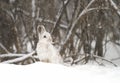 Snowshoe hare or Varying hare (Lepus americanus) closeup in winter Royalty Free Stock Photo