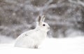 Snowshoe hare or Varying hare (Lepus americanus) closeup in winter Royalty Free Stock Photo