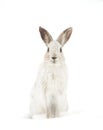 Snowshoe hare or Varying hare (Lepus americanus) closeup in winter