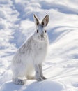 Snowshoe hare or Varying hare (Lepus americanus) closeup in winter Royalty Free Stock Photo