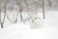 Snowshoe hare or Varying hare (Lepus americanus) closeup in winter in Canada