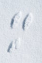 Fresh Snowshoe Hare Tracks in the Snow Royalty Free Stock Photo