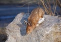 Snowshoe hare or Varying hare (Lepus americanus) in spring